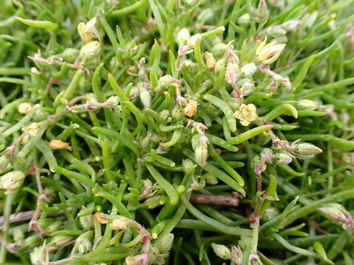 Spergularia marina observed 2025-04-02