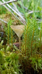 Arrhenia sphagnicola