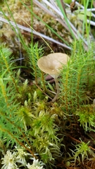 Arrhenia sphagnicola