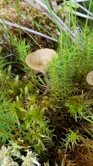 Arrhenia sphagnicola