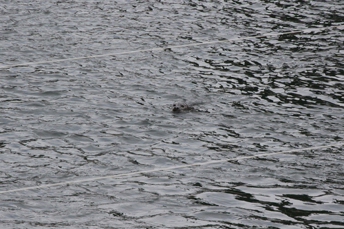 photo of Harbor Seal (Phoca vitulina)