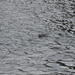 photo of Harbor Seal (Phoca vitulina)