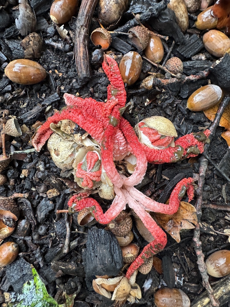 Clathrus archeri · April 2025 · photo: © iandickie (iNaturalist, cc-by)
