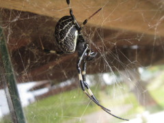 Nephilengys malabarensis