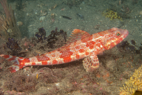 Sergeant baker (Latropiscis purpurissatus) — Aulopidae — 3