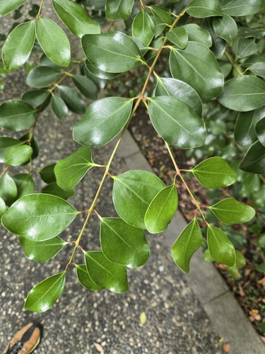Cinnamomum reticulatum, photograph 4