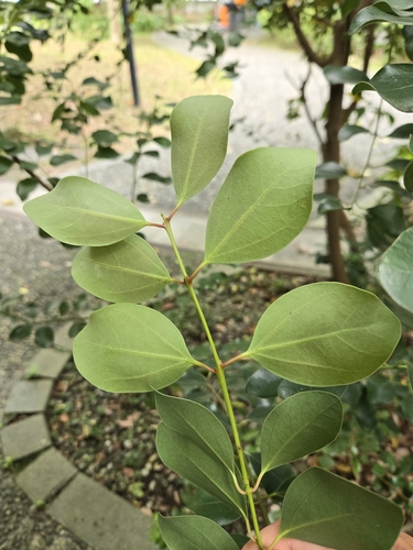 Cinnamomum reticulatum, photograph 5