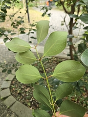 Cinnamomum reticulatum, photograph (c) 賴碧珠, some rights reserved (CC BY)