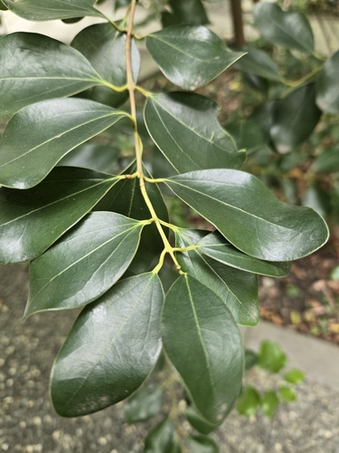 Cinnamomum reticulatum, photograph 6