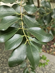 Cinnamomum reticulatum, photograph (c) 賴碧珠, some rights reserved (CC BY)