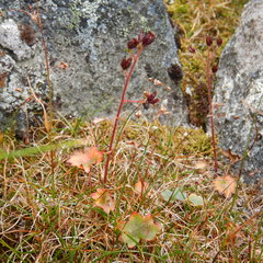 Micranthes porsildiana