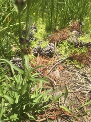 Penstemon heterodoxus