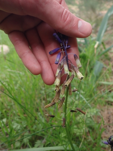 Image of Bellevalia trifoliata by no rights reserved
