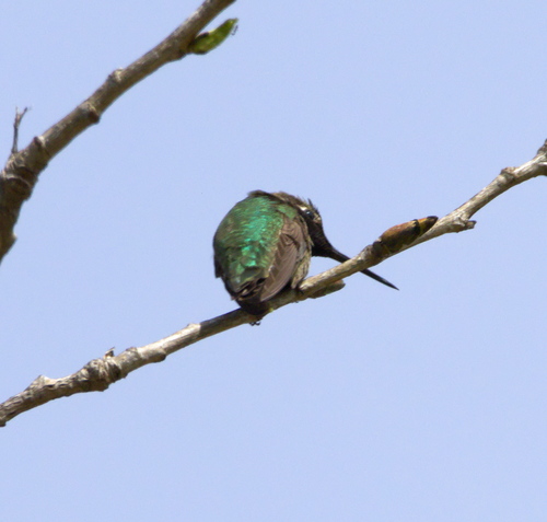 iNaturalist observation photo of Anna's Hummingbird