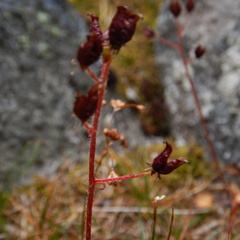 Micranthes porsildiana