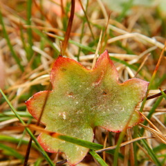 Micranthes porsildiana