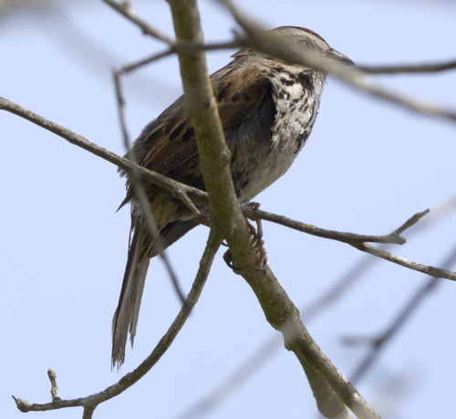 iNaturalist observation photo of Song Sparrow