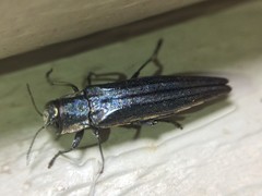 Agrilus macer