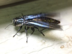 Agrilus macer