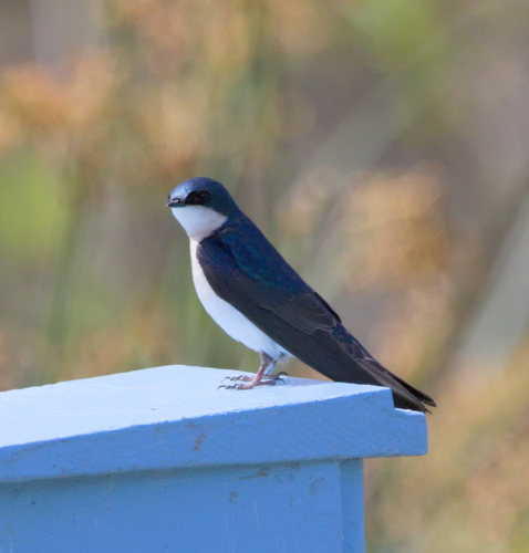 iNaturalist observation photo of Tree Swallow