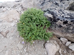 Polemonium elegans