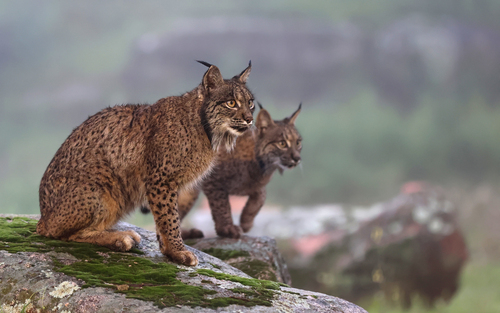 Representative image of Lynx pardinus
