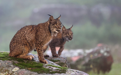 Iberian Lynx photo 5