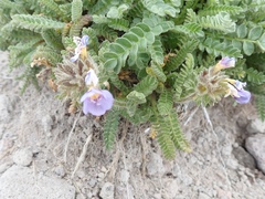 Polemonium elegans
