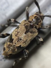 Graphisurus triangulifer