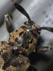 Graphisurus triangulifer