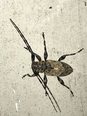 Graphisurus triangulifer