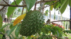 Annona muricata
