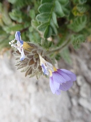 Polemonium elegans