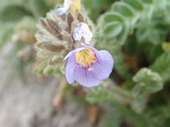 Polemonium elegans