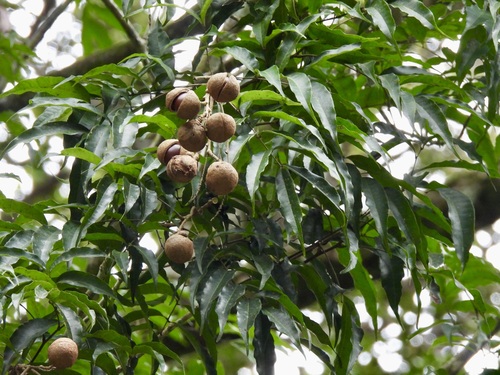Amesiodendron chinense, photograph 1