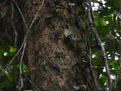 (c) Adam Kamal, some rights reserved (CC BY) Amesiodendron chinense, photograph (c) Adam Kamal, some rights reserved (CC BY)