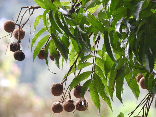 Amesiodendron chinense, photograph 3