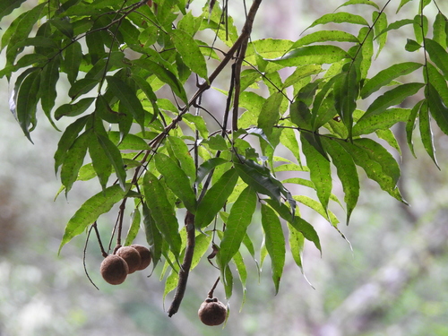 Amesiodendron chinense, photograph 4
