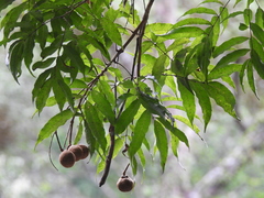 (c) Adam Kamal, some rights reserved (CC BY) Amesiodendron chinense, photograph (c) Adam Kamal, some rights reserved (CC BY)