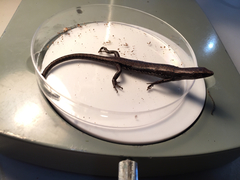 Agile Cool-Skink photo 2