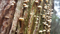 Marasmiellus affixus