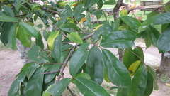 Annona muricata