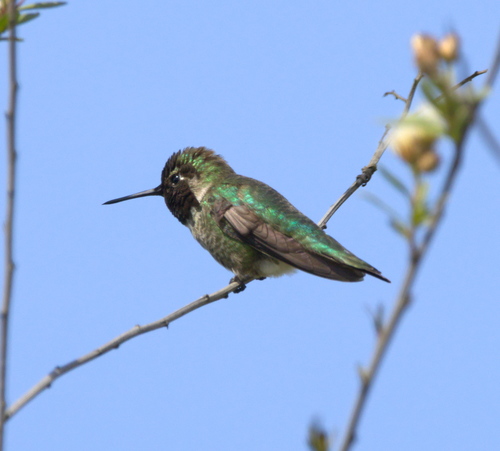 iNaturalist observation photo of Anna's Hummingbird
