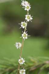 Ozomelis stauropetala