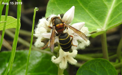 Dolichovespula kuami
