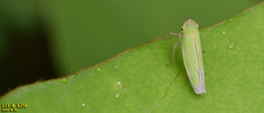 Cicadella