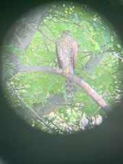 Accipiter cooperii
