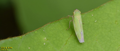 Cicadella