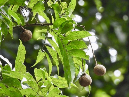 Amesiodendron chinense