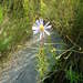 Bog Aster - Photo Fungus Guy, no known copyright restrictions (public domain)